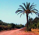 LES JARDIN DE L'AGDAL
